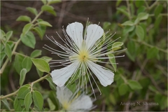 Capparis grandiflora